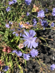 Cichorium intybus