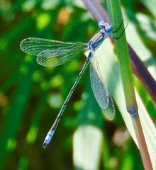 Lestes unguiculatus