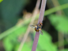 Gymnosoma rotundatum
