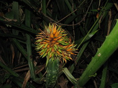 Aechmea magdalenae