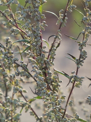 Artemisia