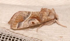 Hexorthodes accurata