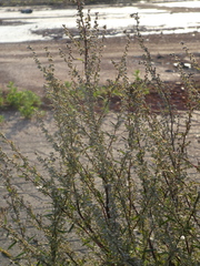 Artemisia