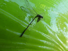 Ischnura elegans