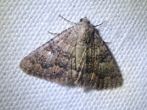 Matigramma emmilta