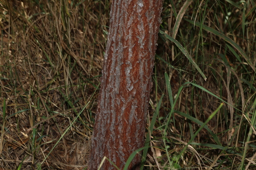 Image of Acacia disparrima by (c) Greg Tasney, some rights reserved (CC BY-SA)