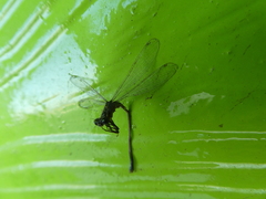 Ischnura elegans