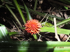 Aechmea magdalenae