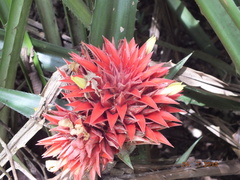 Aechmea magdalenae