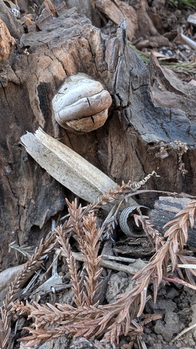 Ganoderma applanatum