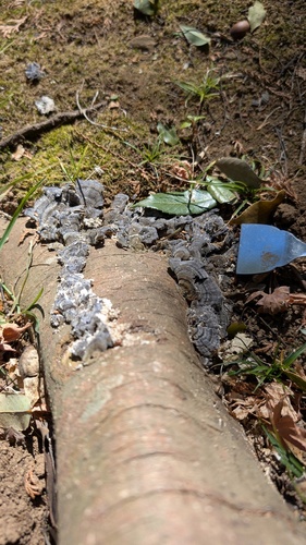 Trametes versicolor