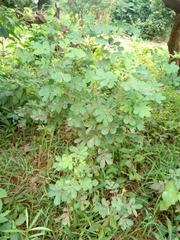 Indigofera arrecta