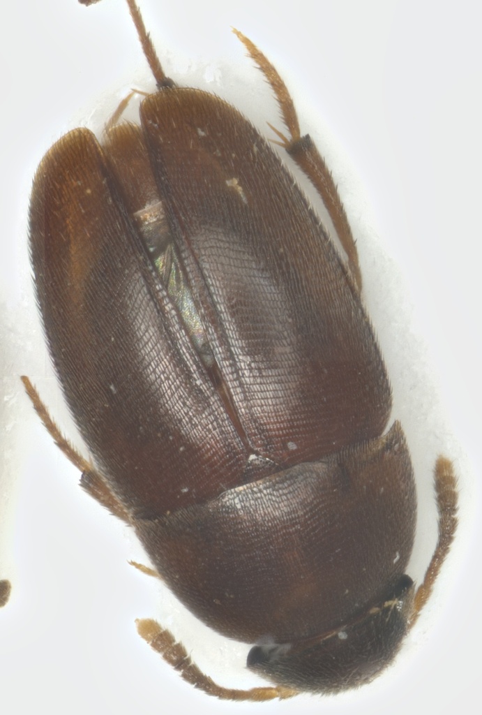 Adelopsis