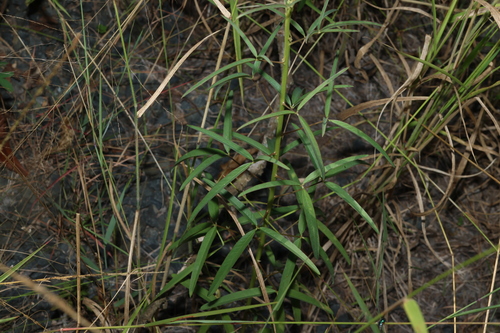 Image of Crotalaria lanceolata by (c) Greg Tasney, some rights reserved (CC BY-SA)
