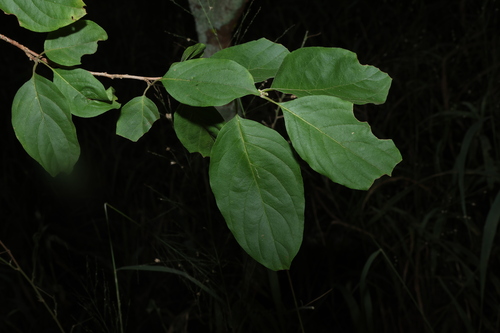 Image of Turraea pubescens by (c) Greg Tasney, some rights reserved (CC BY-SA)