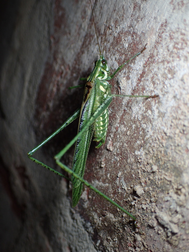 Inscudderia