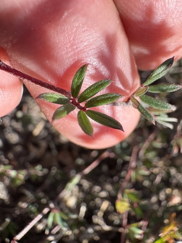 Image of Indigofera pinnata by (c) Charleen Brunke, some rights reserved (CC BY)