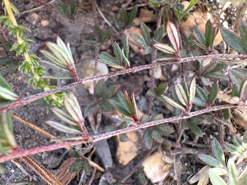 Image of Indigofera pinnata by (c) Charleen Brunke, some rights reserved (CC BY)