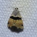 Dark-banded Cobubatha Moth - Photo (c) Sam Kieschnick, some rights reserved (CC BY), uploaded by Sam Kieschnick