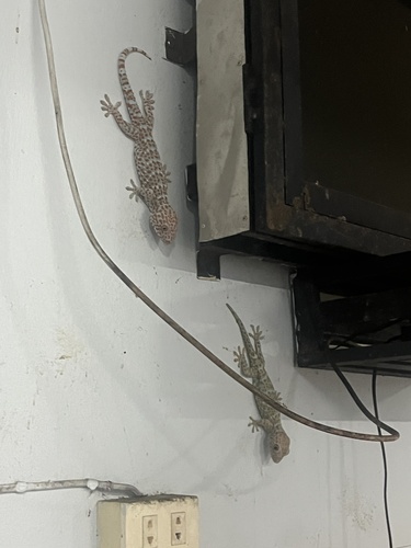 Tokay Gecko