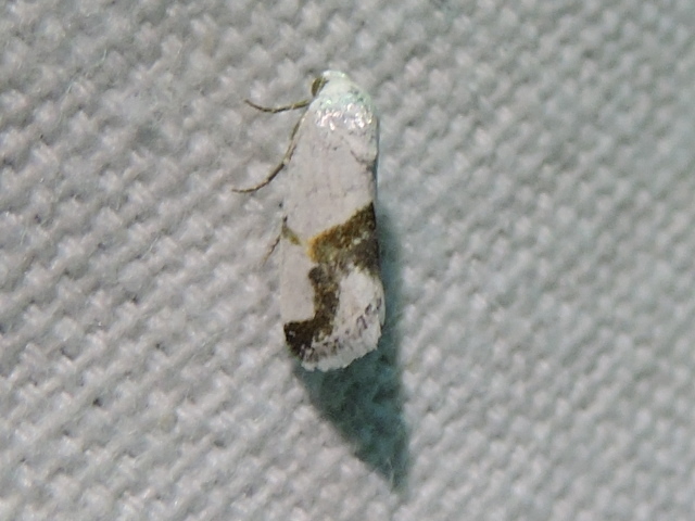 Ponometia dorneri