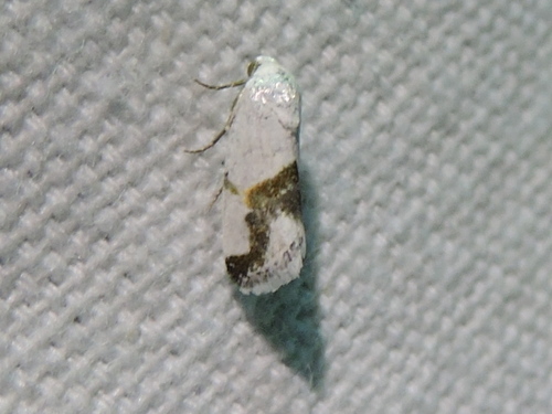 Ponometia dorneri