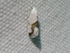 Ponometia dorneri