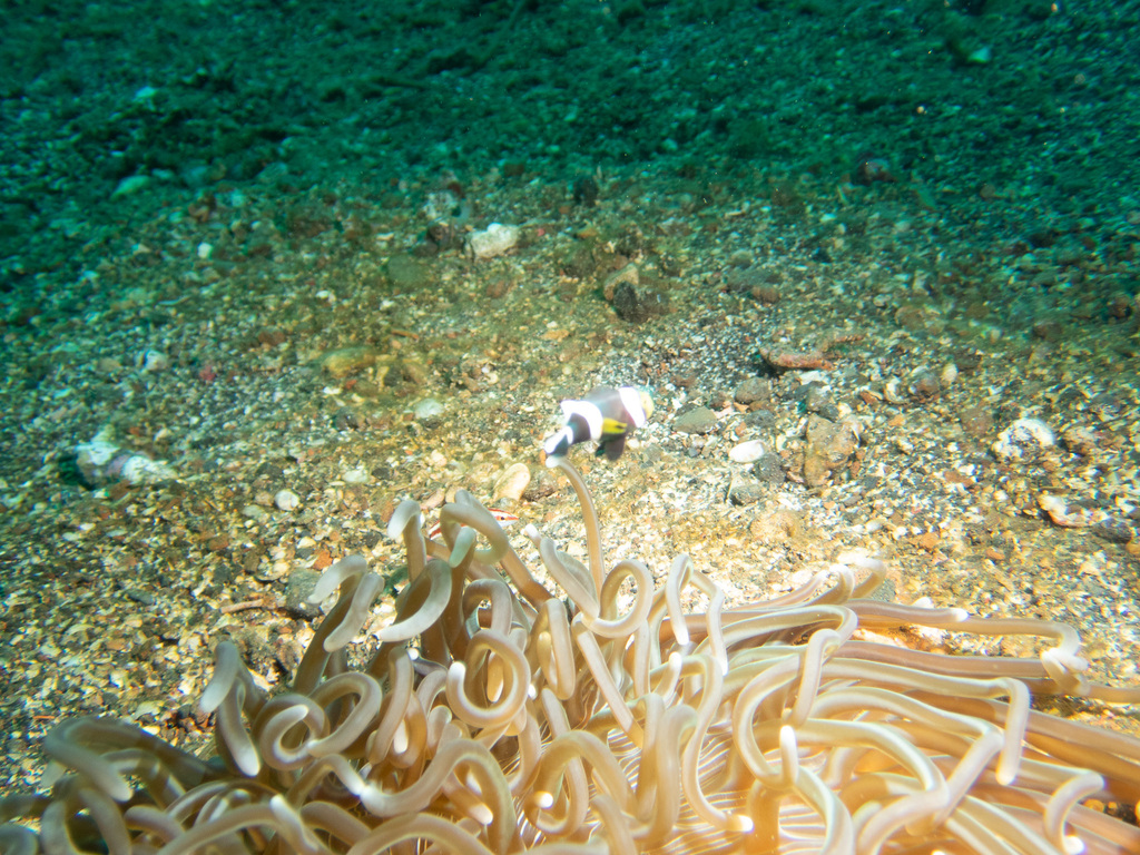 brownsaddle clownfish
