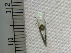 Ponometia dorneri