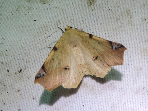 Antepione imitata photo 2