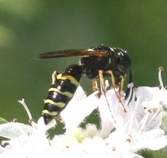 Philanthus bilunatus