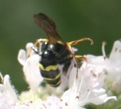 Philanthus bilunatus