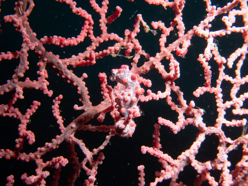 Bargibant's Pygmy Seahorse