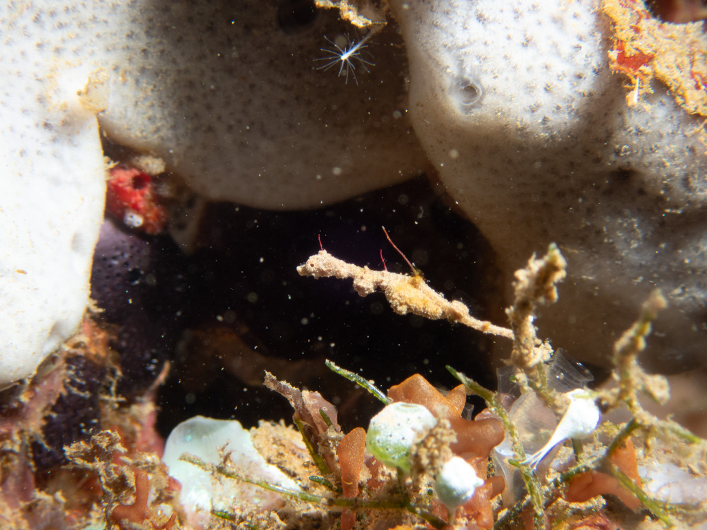Thread Pipefish