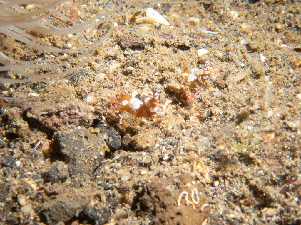 Squat anemone shrimp