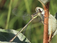 Lestes unguiculatus