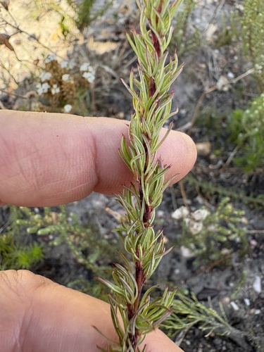 Agulhas Caperose (Cliffortia curvifolia)