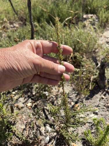 Image of Cliffortia curvifolia by (c) Charleen Brunke, some rights reserved (CC BY)