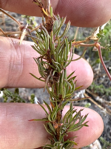 Image of Cliffortia curvifolia by (c) Charleen Brunke, some rights reserved (CC BY)