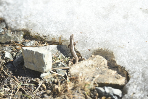 Alai ground skink, Ablepharus alaicus