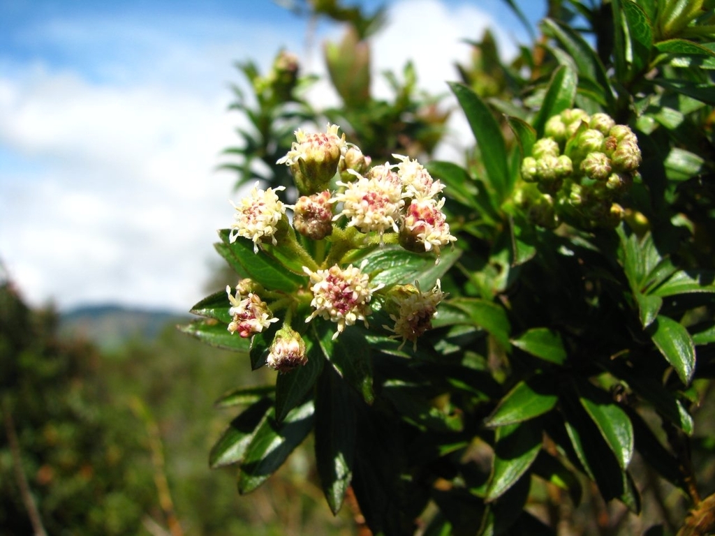 Baccharis antioquensis