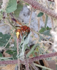 Rhynchium oculatum