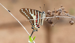 Graphium nomius