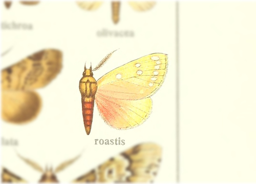 Melapera roastis