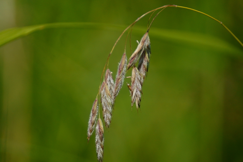 Prairie Brome (Bromus kalmii)