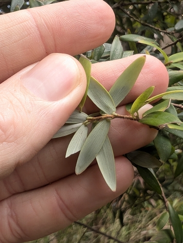 Image of Ground Berry (Acrotriche aggregata) by (c) Lewis, some rights reserved (CC BY-SA)