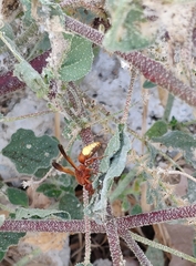 Rhynchium oculatum