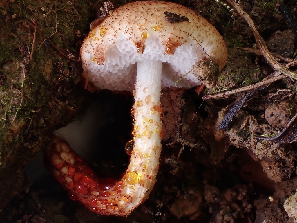 Austroboletus rarus