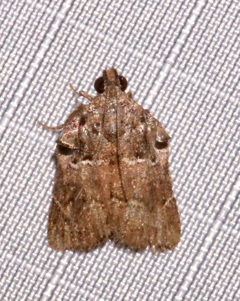 Satole ligniperdalis