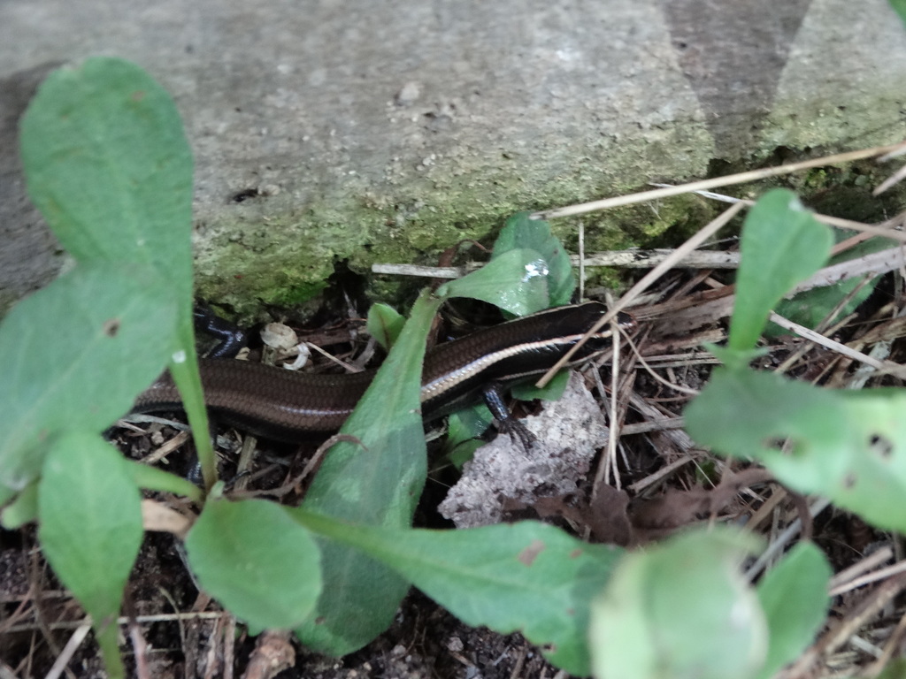Shortnose Skink